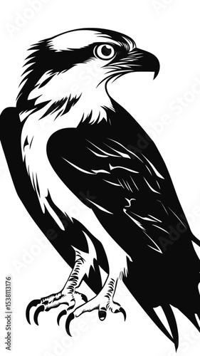 Detailed black and white vector illustration of osprey bird with sharp beak and talons isolated on white background showing minimalist flat design of predatory raptor bird profile