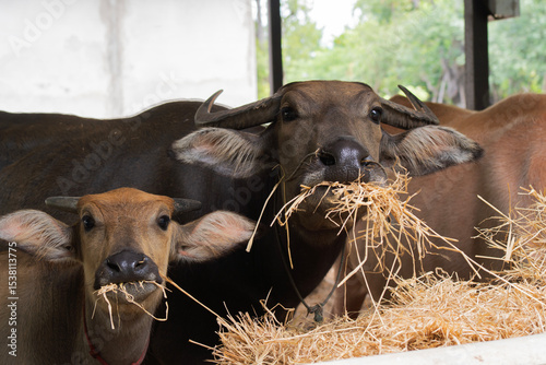 Buffalo eating food on the farm, A buffalo eating grass, Thai buffalo eats hay in the pen.