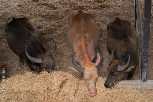 Top view shot of long horn buffalos eating dried grass or straw in stables in a livestock farm in the countryside