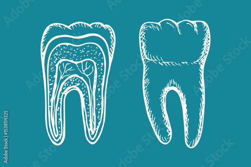 The anatomy of the tooth. Sketch vector line drawing illustration. The structure of the tooth cross-section. Dental anatomy, stomatology, orthodontics drawings isolated