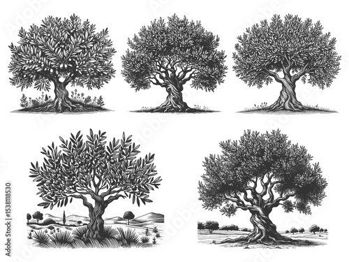 olive tree Set collection bundle sketch engraving generative ai vector illustration. Scratch board imitation. Black and white image.