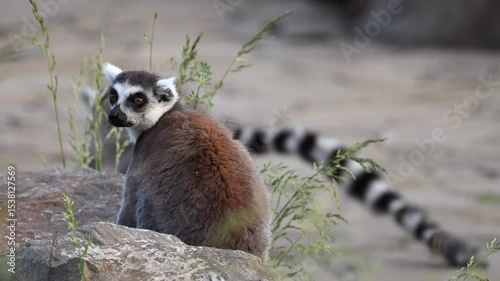 Cute Lemur Catta Family Plays Near Iconic Baobab Tree in Madagascar During Sunset in Super Slow Motion