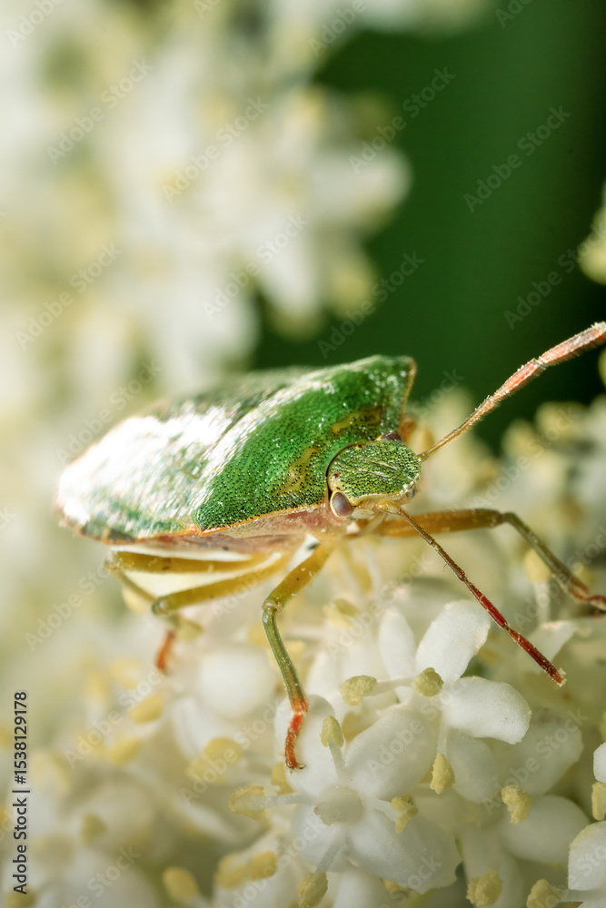 Fototapeta premium Green Shield Bug Resting on White Flowers in the Garden