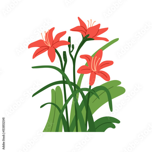 Lily, flower blossoms. Elegant delicate garden blooms growing with gentle petals, green leaves, stems. Summer floral plant, nature decoration. Flat vector illustration isolated on white background