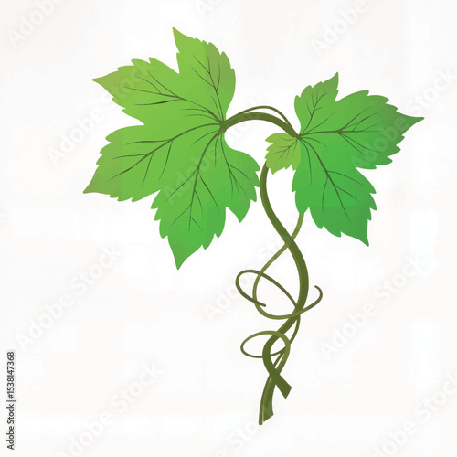Vibrant vine leaf illustration with tendrils on white background, nature