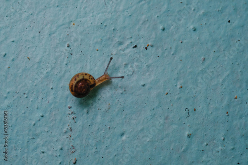 Macrophotography of a little snail crawling up a blue wall. A tiny snails closeup, Isolated on blue wall backgrounds. Invertebrate animals of the type Mollusca gastropoda with negative space. Science