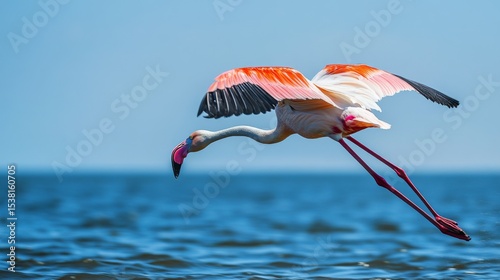 A stunning shot of a flamingo in flight, its long legs trailing behind and wings spread wide, set against a backdrop of blue water and sky.