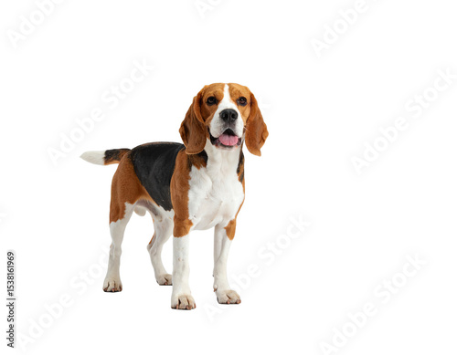 Playful beagle dog standing confidently.