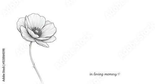Poppy flower line art drawing isolated on transparent background