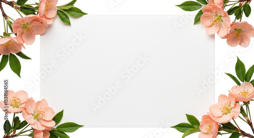Peach blossoms and green leaves frame a white space isolated on transparent background