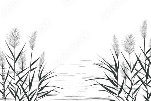 Illustration of black and white reeds., Cane silhouette on white background