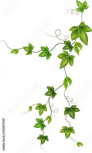 Set of green vine liana or ivy