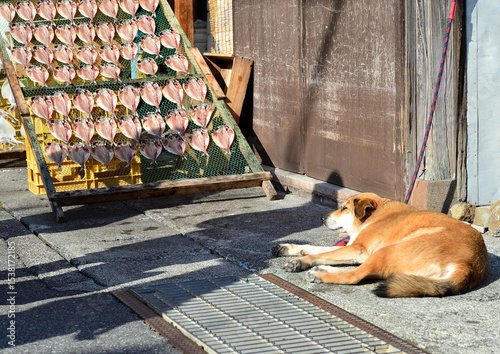 干物屋の前で日光浴をする犬