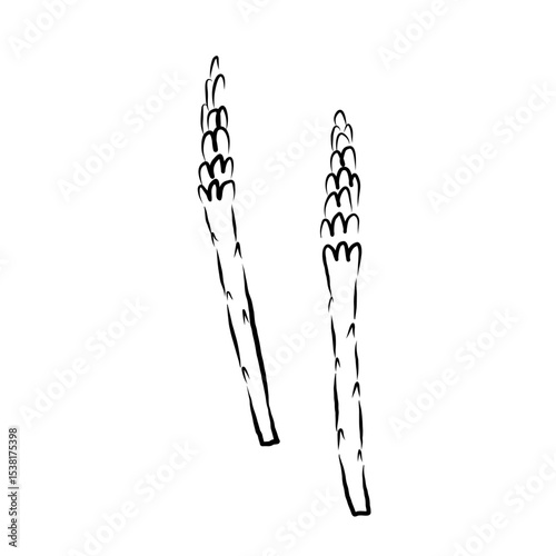 Asparagus plant sketch in ink on isolated background. Logo Sparrow Grasscuttings, herb food ingredient, Grass. Feathery foliage, edible shoots vector illustration. For design, sign, label, card, print