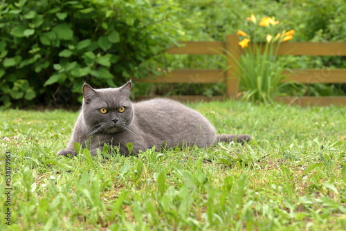A grey cat sits on green grass in a summer garden against the background of a yellow wooden hedge, garden shrubs and bright flowers.