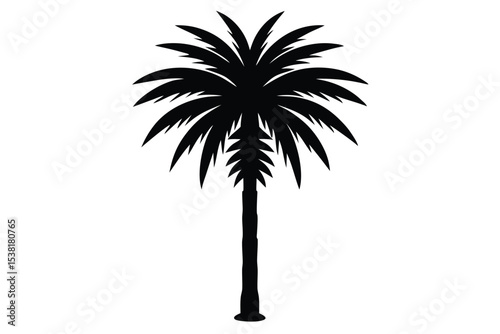 palm tree silhouette