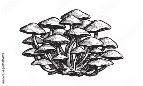 Mushrooms Fungus Silhouette Vector Black Illustration Nature Food Clipart Icon