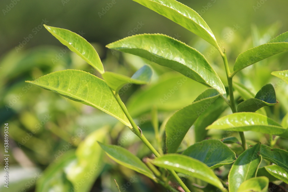 Obraz premium hIDdeN EyEs