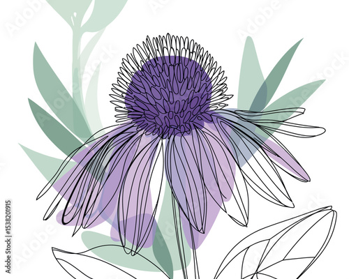 Echinacea Flower Botanical Illustration for Herbal Medicine and Immune Support