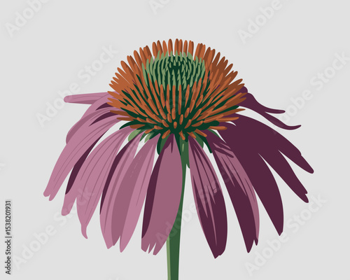Echinacea Flower Botanical Illustration for Herbal Medicine and Immune Support