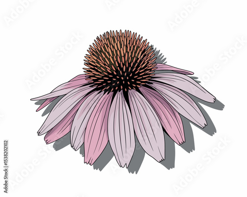 Echinacea Flower Botanical Illustration for Herbal Medicine and Immune Support