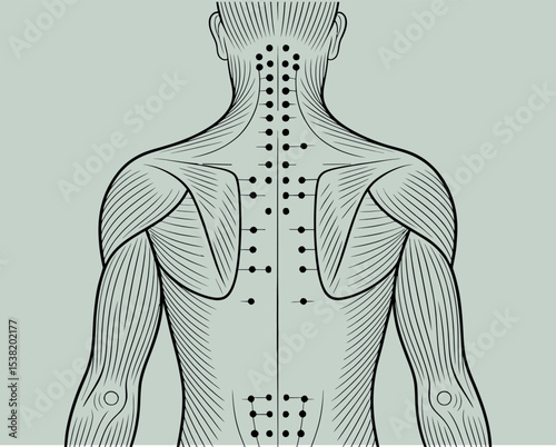 Human Back Acupuncture Points and Muscle Anatomy Chart Illustration