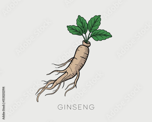 Hand Drawn Ginseng Root with Green Leaves for Herbal and Medicinal Use