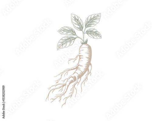 Hand Drawn Ginseng Root with Green Leaves for Herbal and Medicinal Use