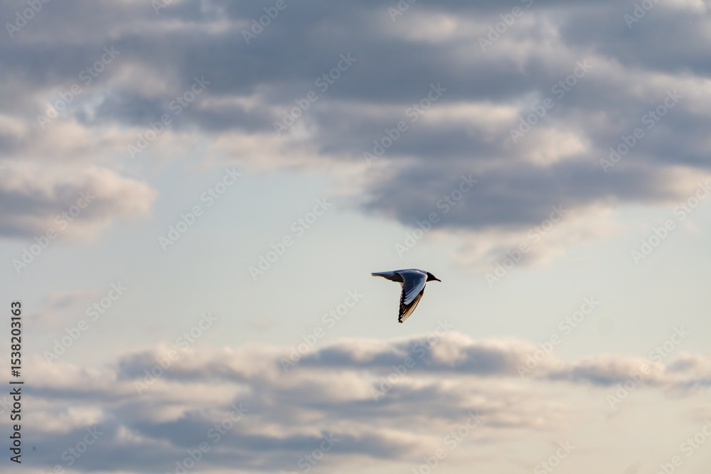 seagull flying against a cloudy sky. A minimalistic and atmospheric scene symbolizing freedom, space, and connection with nature. seagull flying against a cloudy sky. A minimalistic and atmospheric scene symbolizing freedom, space, and connection with nature.