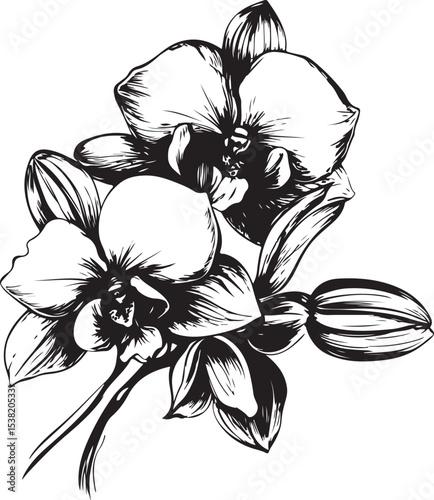 Elegant Black and White Orchid Illustration
Vintage Botanical Orchid Line Art
Monochrome Floral Tattoo Design – Orchid Bloom