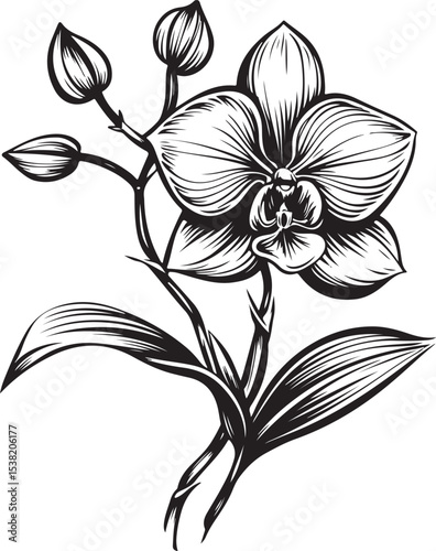 Elegant Black and White Orchid Illustration
Vintage Botanical Orchid Line Art
Monochrome Floral Tattoo Design – Orchid Bloom
