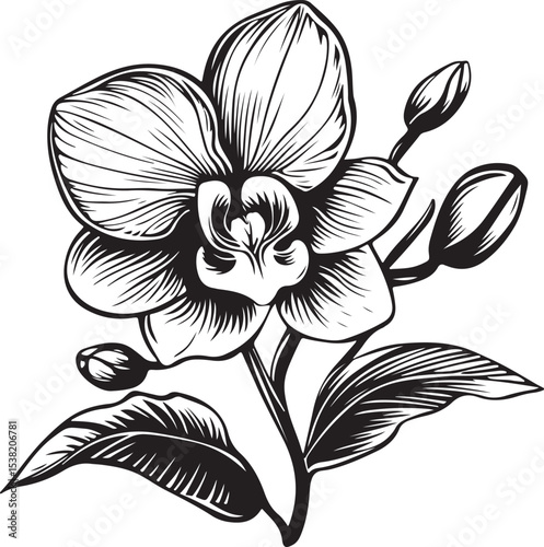 Elegant Black and White Orchid Illustration
Vintage Botanical Orchid Line Art
Monochrome Floral Tattoo Design – Orchid Bloom