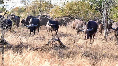 African buffalo herd pushes through the golden brush, flanked by flickering shadows and sunlit dust. Each beast carries centuries of instinct, their horns catching the light like ancient crowns. 
