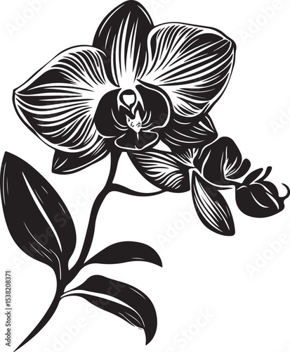 Elegant Black and White Orchid Illustration
Vintage Botanical Orchid Line Art
Monochrome Floral Tattoo Design – Orchid Bloom