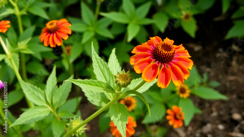 Wallflower Plant, Orange Purple Petals, Side View