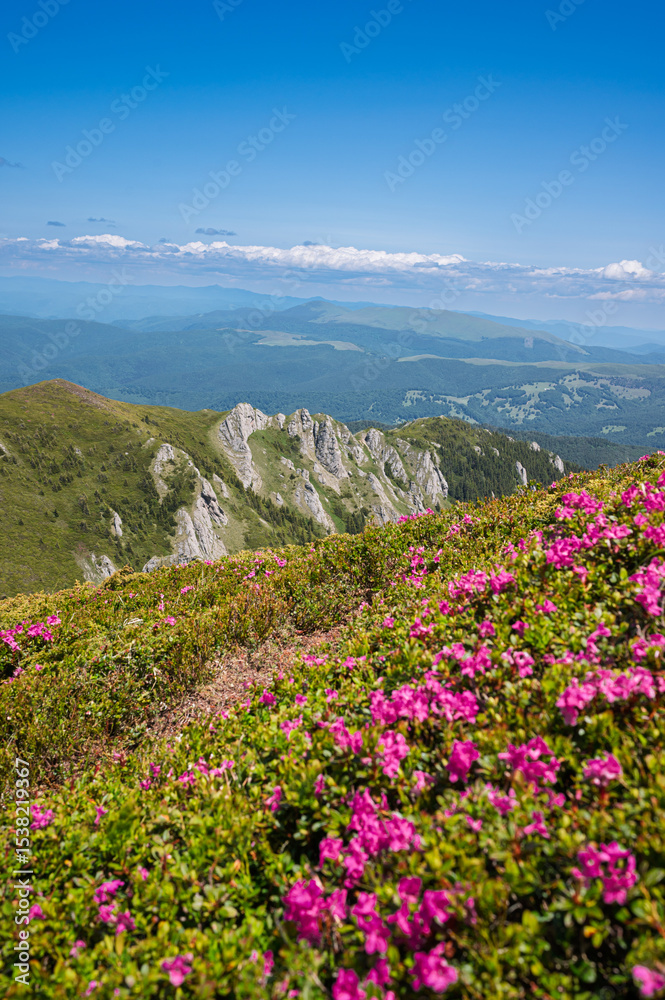 Obraz premium Vibrant pink rhododendron flowers blooming on the slopes of the Ciucas Mountains. Scenic summer landscape in the Carpathian Mountains, Romania.