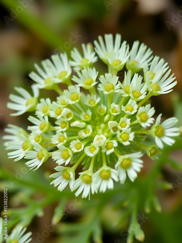 Groundsel (Senecio vulgaris). Immature Synflorescence Closeup