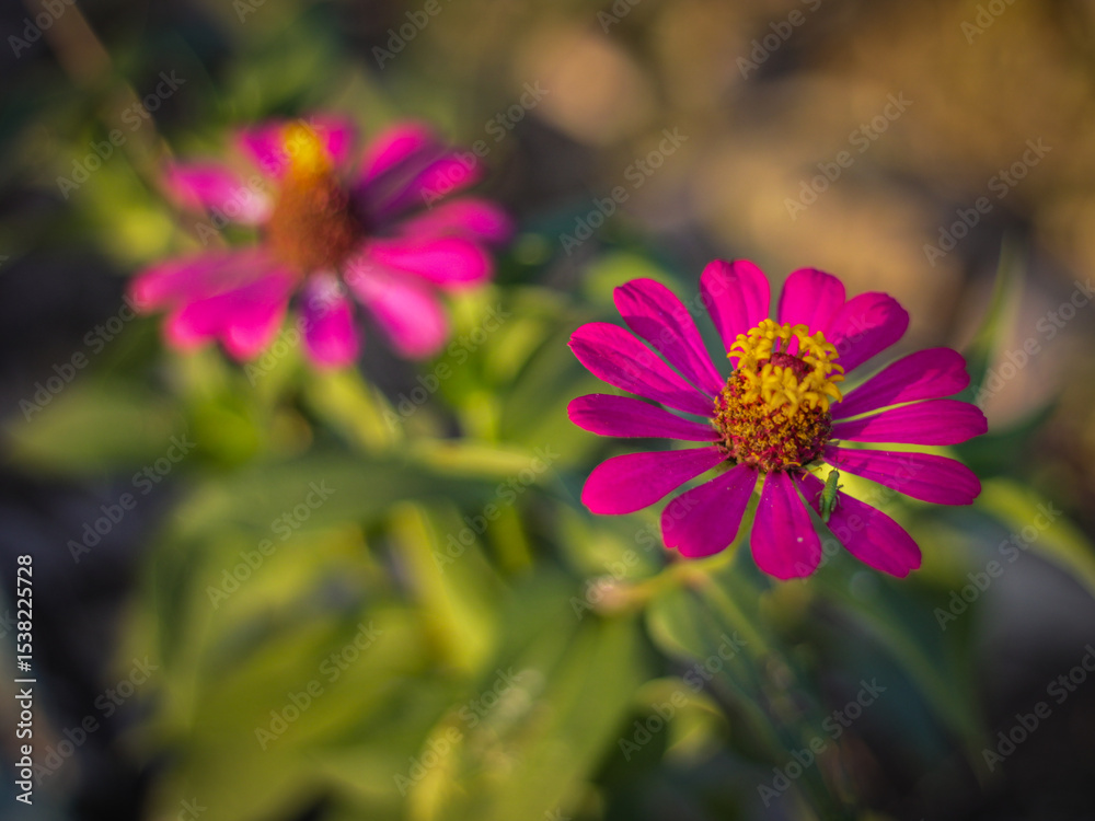Fototapeta premium Zinia or pearl flower is a flower in the form of a bush originating from Mexico, Central America and South America. This flower has a very thin and stiff flower crown.