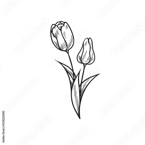 Tulip Flower Vintage Hand Drawn Illustration
