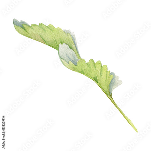 Green trefoil leaf hand drawn in watercolor. Flower bush tree, strawberry raspberry wayfaring burnet parsley blackberry. Isolated botanical illustration. Wedding, florist shop, scrapbooking, cosmetics