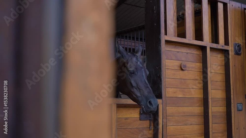 CABALLO NEGRO