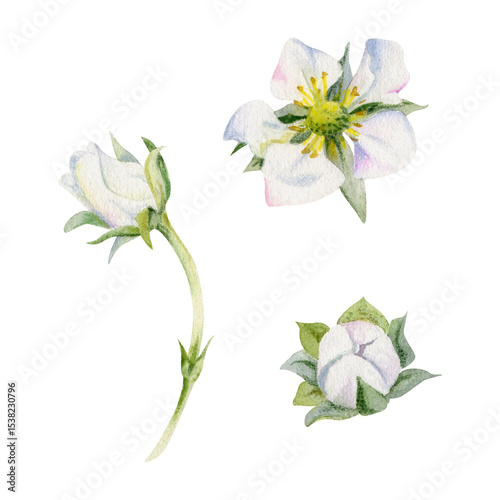 Early spring flower buds strawberry raspberry cherry sakura, hand drawn in watercolor anemone primrose daisy, tree bush berry plant. Single object isolated botanical illustration. Wedding florist shop