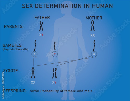 Diagram of sex determination in humans by sex chromosomes (XX females, XY males).