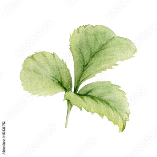 Green trefoil leaf. Flower bush tree hand drawn in watercolor, Strawberry damson wayfaring burnet parsley blackberry. Isolated botanical illustration. Wedding, florist shop, scrapbooking, cosmetics