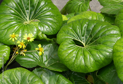 Leopardenpflanze Farfugium Japonicum Giganteum