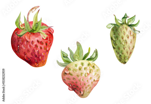 Strawberry ripe fruit with leaves crown on stalk in water dew drops hand drawn in watercolor, garden berry strasberry. Botanical isolated illustration. Home preserves cookbook, grocery store, closeup