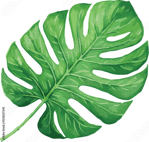 Vector watercolor painted illustration of a monsterra leaf