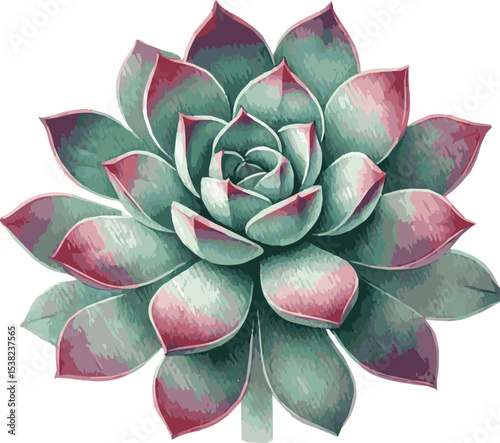 Beautiful vector watercolor realistic illustration of a succulent