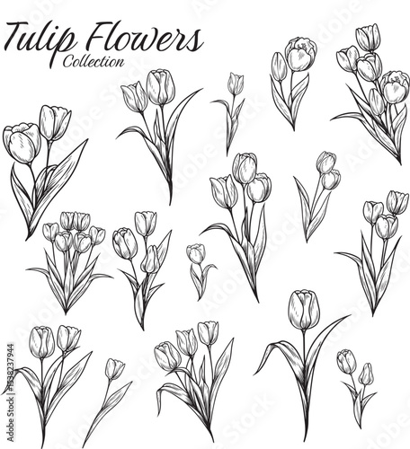 Tulip Flower Collection Hand Drawn Vintage Illustration