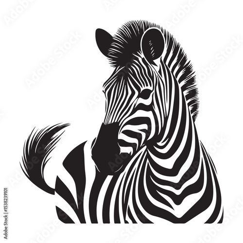 zebra vector illustration